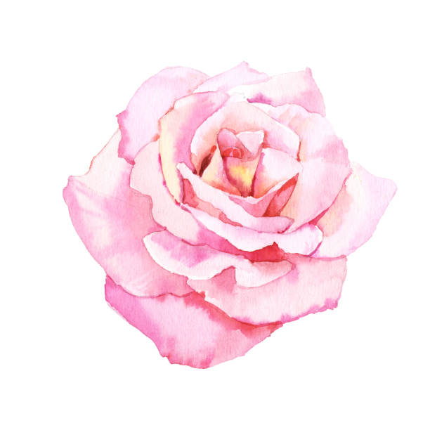 수채화 손 그린 식물 부드러운 장미 꽃 일러스트 - valentine card rose plant blossom stock illustrations