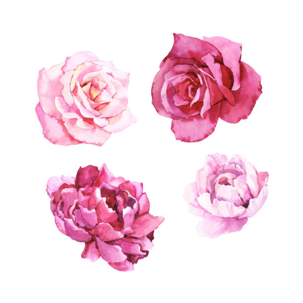 Watercolour hand painted botanical gentle peony and rose flowers illustration set Hand drawn painting isolated on white background pink flowers stock illustrations