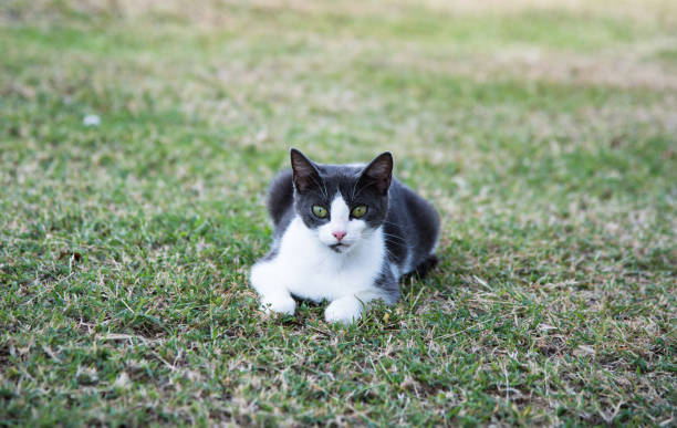 istock Black and white  kitten in the middle of park 1167820180