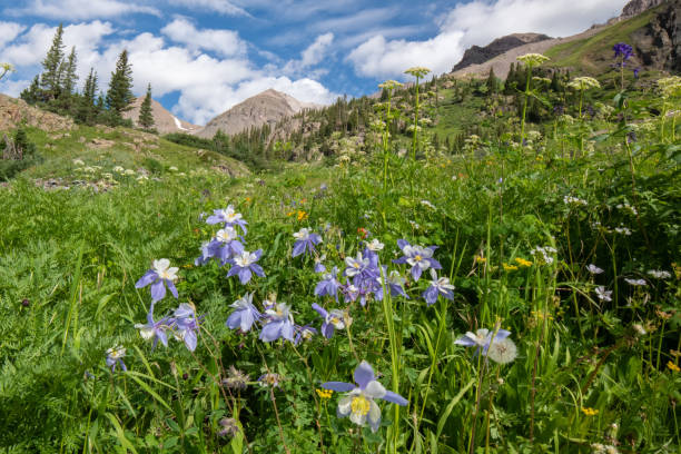 istock Columbine wild flowers in Yankee Boy Basin 1167820962