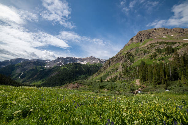 istock Columbine wild flowers in Yankee Boy Basin 1167821206