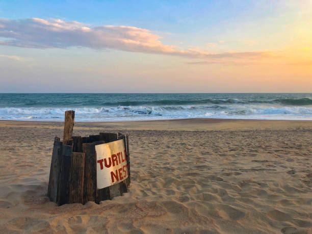 Turtle nest eggs and hatchlings are protected on the beach, Sri Lanka