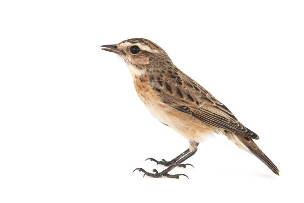 istock Whinchat, Saxicola rubetra, isolated on white background. 1167821447