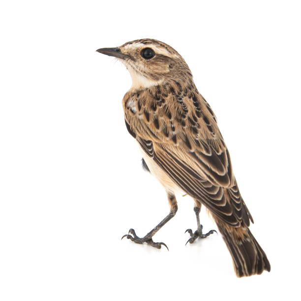 istock Whinchat, Saxicola rubetra, isolated on white background. 1167821448