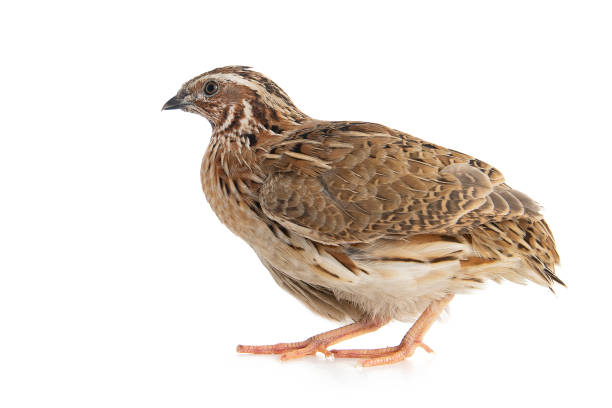 quail selvagem, coturnix do coturnix, isolado em um fundo branco - codorniz ave de caça - fotografias e filmes do acervo