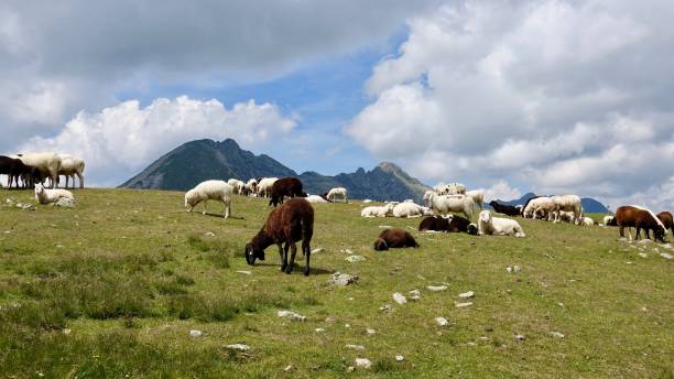 istock Sheeps in the mountains, Alp goats 1167822012