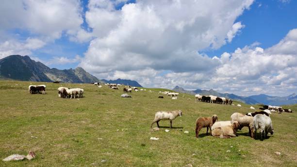 istock Sheeps in the mountains, Alp goats 1167822048