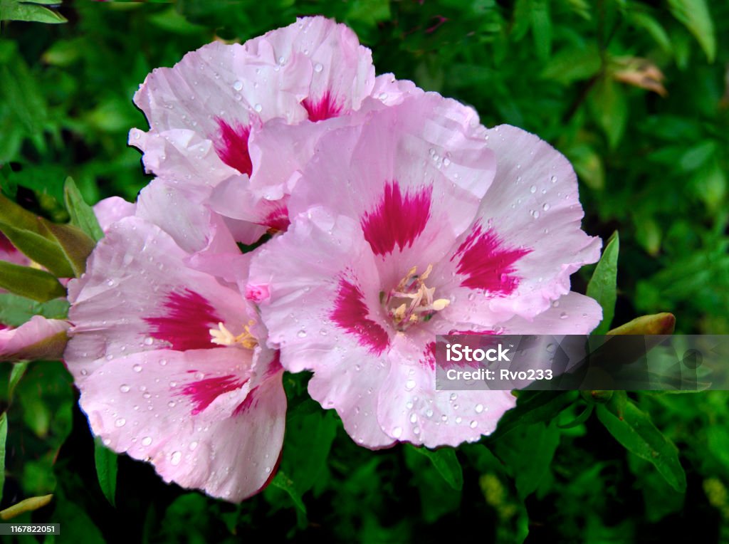 Pink with purple Godetia grandiflora flowers close up with water drops flower, blossom, godetia, clarkia, floral, garden, pink, background, bloom, dew, water, drop, beauty, beautiful, flora, summer, botany, color, nature, petal, plant, annual, bright, green, leaf, natural, fresh, fragrance, colorful, vivid, outdoors, closeup, purple, blooming, decorative, macro, season, vibrant, environment, blossoming, botanical, gardening, godetia grandiflora, dreamy, core, bed, cultivated, growing, growth, close-up Annual - Plant Attribute Stock Photo