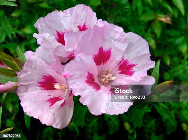 Pink With Purple Godetia Grandiflora Flowers Close Up With Water Drops Stock Photo - Download Image Now