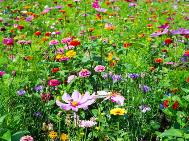 istock blooming meadow full of beautiful wildflowers 1167823391