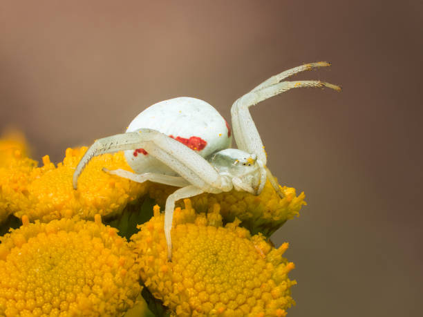 istock A white spider with red spots sits on yellow flowers. 1167823476