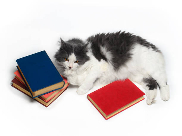 istock Fluffy cat with yellow eyes and colored books on a white background. 1167824261