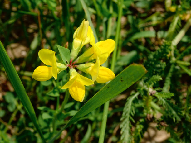 Top view of  a yellow wild flower Bird's-foot trefoil, scientific name Lotus corniculatus Top view of  a yellow wild flower Bird's-foot trefoil, scientific name Lotus corniculatus lotus corniculatus stock pictures, royalty-free photos & images