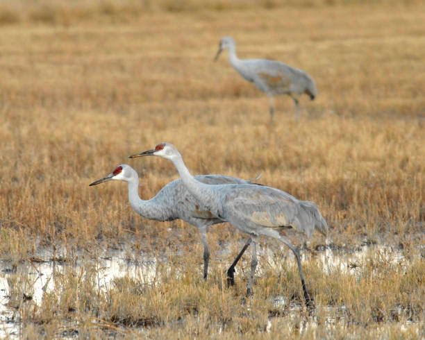 istock A pair of sandhill cranes 1167826023