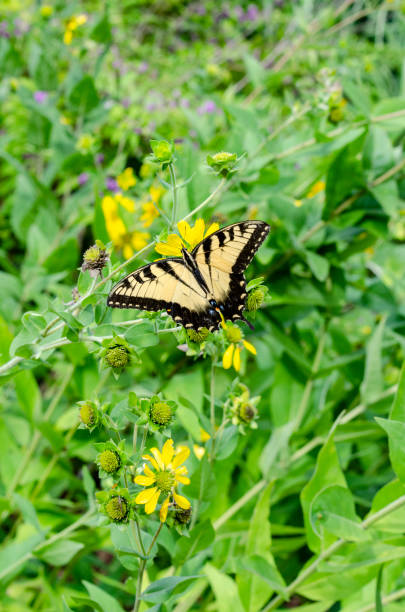 istock Yellow Sunflowers with an Eastern Tiger Swallowtail Butterfly Gathering Nectar 1167826066
