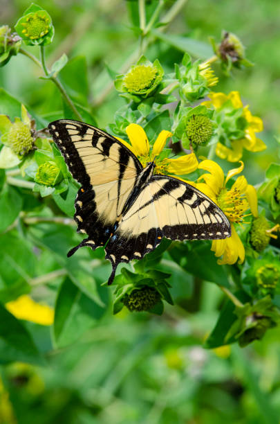 Yellow Sunflowers with an Eastern Tiger Swallowtail Butterfly Gathering Nectar