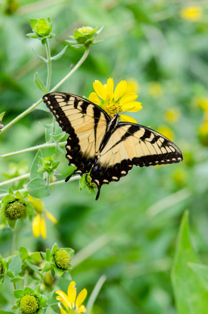 istock Yellow Sunflowers with an Eastern Tiger Swallowtail Butterfly Gathering Nectar 1167826091