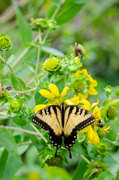 istock Yellow Sunflowers with an Eastern Tiger Swallowtail Butterfly Gathering Nectar 1167826149