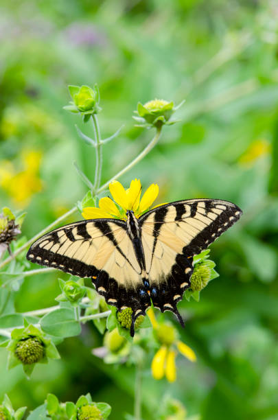istock Yellow Sunflowers with an Eastern Tiger Swallowtail Butterfly Gathering Nectar 1167826150