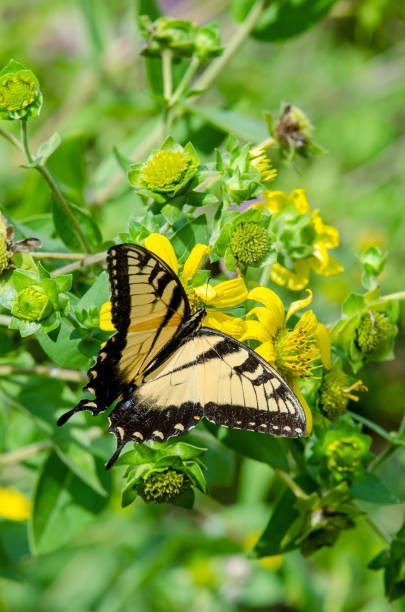 istock Yellow Sunflowers with an Eastern Tiger Swallowtail Butterfly Gathering Nectar 1167826151