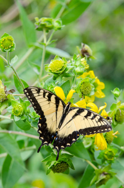 istock Yellow Sunflowers with an Eastern Tiger Swallowtail Butterfly Gathering Nectar 1167826152
