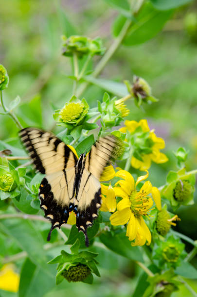 istock Yellow Sunflowers with an Eastern Tiger Swallowtail Butterfly Gathering Nectar 1167826198