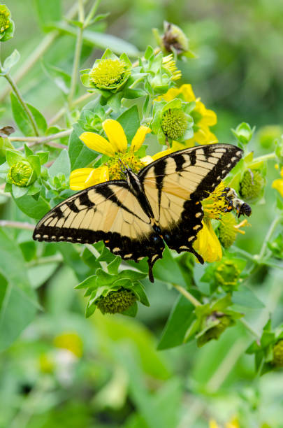 istock Yellow Sunflowers with an Eastern Tiger Swallowtail Butterfly Gathering Nectar 1167826225