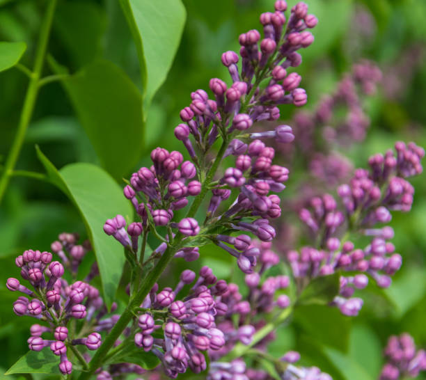 istock Branch of blossoming lilac at spring sunny day. 1167826254