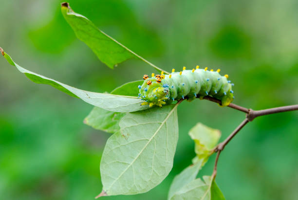 Cecropia Moth Caterpillar close up on a tree branch