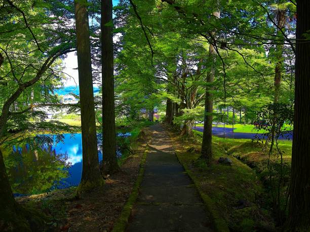 istock Japanese landscape755 Green leaves 1167826943