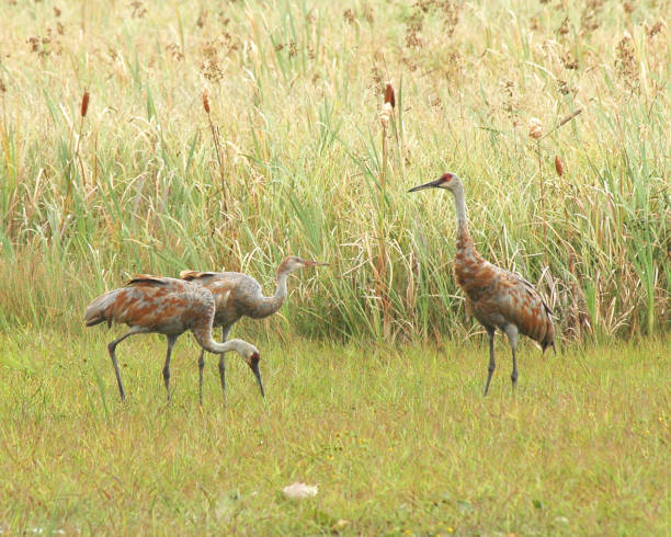 istock Sandhill crane parents with colt (chick) 1167827109