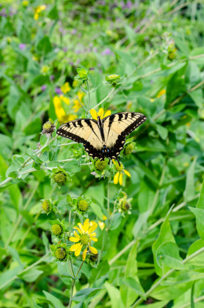 istock Yellow Sunflowers with an Eastern Tiger Swallowtail Butterfly Gathering Nectar 1167827155