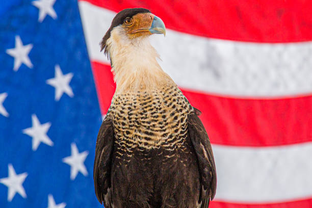 istock BIRDS OF PREY 1167828263