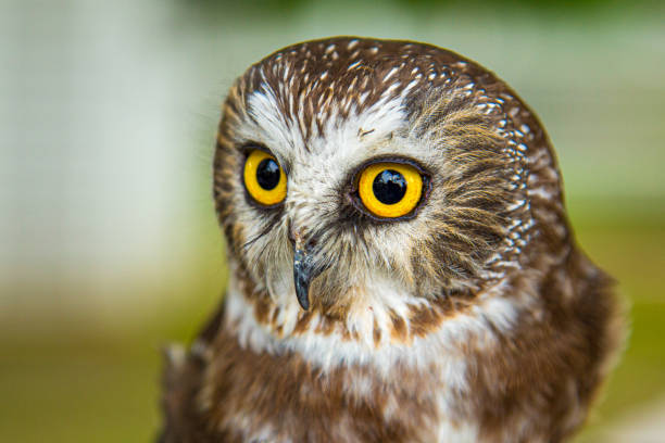 istock BIRDS OF PREY 1167828265