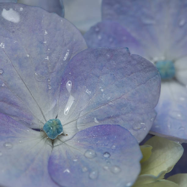 istock Macro photography of a blue Hydrangea flower 1167828963