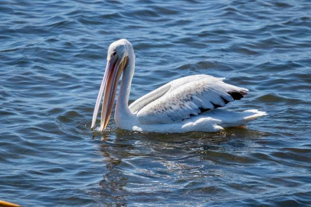 istock American white pelican swimming 1167830340