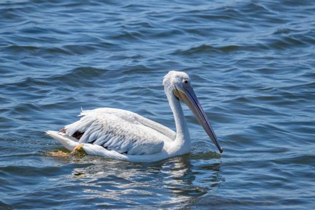 istock American white pelican swimming 1167830447
