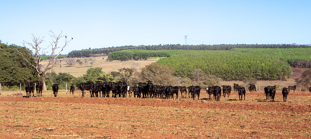 Big farm with cattle in the border of São Paulo e Mato Grosso do Sul state.