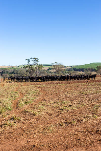 Panorama of Cattle Angus and Wagyu on farm pasture with trees in the background on beautiful summer day. Brazil is one of the largest meat exporters. Big farm with cattle in the border of São Paulo e Mato Grosso do Sul state. exporters stock pictures, royalty-free photos & images