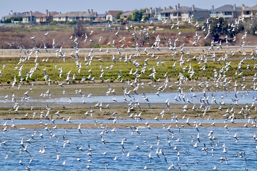 Flock of Willet birds in flight in Bolsa Chica Ecological reserve and wetlands in Huntington Beach, California