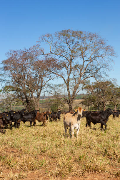 Panorama of Cattle Angus and Wagyu on farm pasture with trees in the background on beautiful summer day. Brazil is one of the largest meat exporters. Big farm with cattle in the border of São Paulo e Mato Grosso do Sul state. exporters stock pictures, royalty-free photos & images