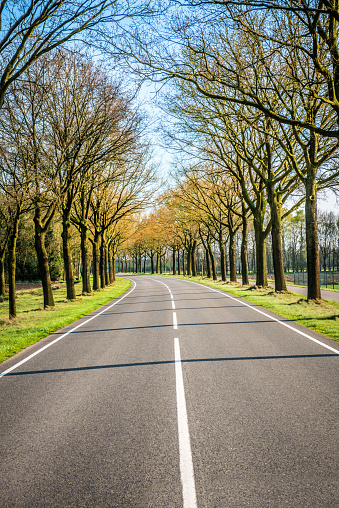 Road Through Tree Line In The Netherlands