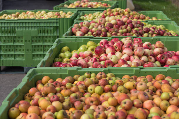 istock Many ripe fall apples in a container in autumn 1167831455
