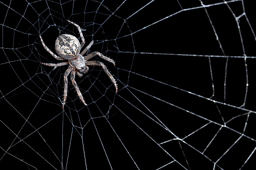A DSLR photo of a spider on his web on a black background.