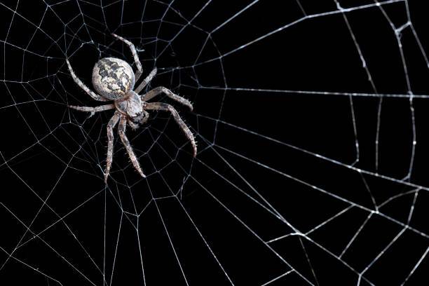 Spider on a web A DSLR photo of a spider on his web on a black background. spinning web stock pictures, royalty-free photos & images