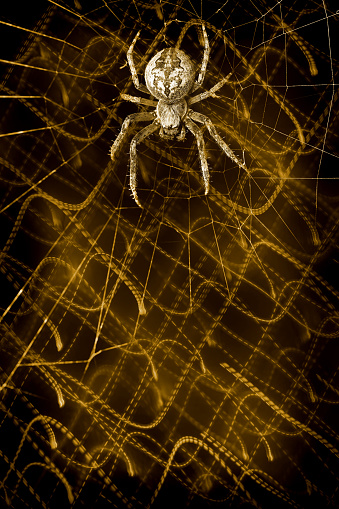 Close-up of a garden spider (Araneus) hiding in a web of cobwebs against a green background in nature.
