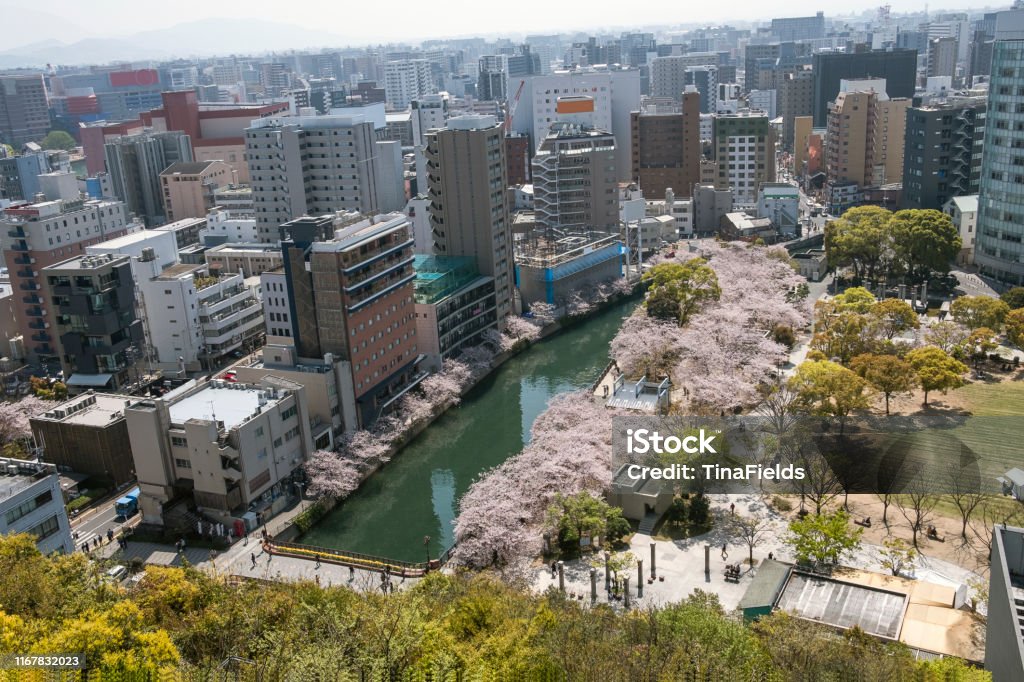 Fukuoka's downtown in the Spring time. Cherry blooming trees in Fukuoka's central Hakata district . Hakata-ku - Fukuoka Prefecture Stock Photo
