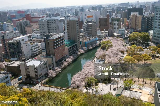 Fukuokas Downtown In The Spring Time Stock Photo - Download Image Now - Hakata-ku - Fukuoka Prefecture, Public Park, Cherry Blossom