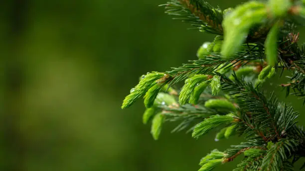 Young needles of spruce, behind a green background.