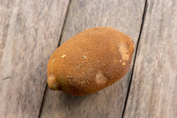 Close-up of an isolated Cupuacu "Cupuaçu" fresh fruit on wooden table . Cupuaçu (Theobroma grandiflorum), also spelled cupuassu, cupuazú, cupu assu, and copoasu, is a tropical rainforest tree related to cacao. theobroma stock pictures, royalty-free photos & images